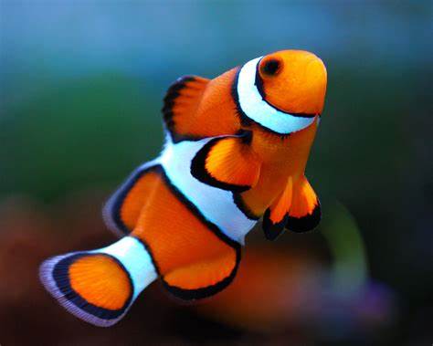 clownfish care