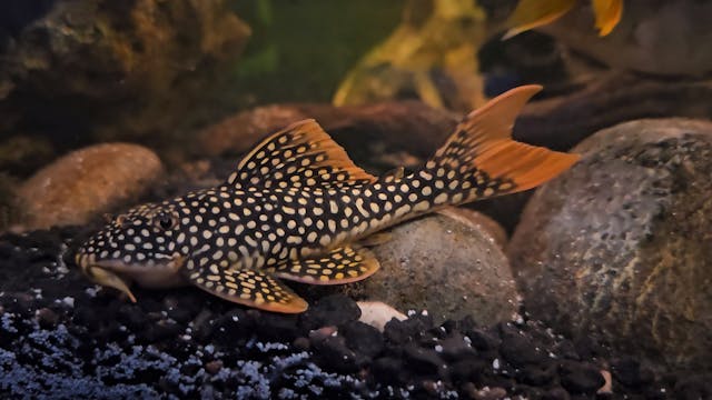 Sunshine Pleco Care