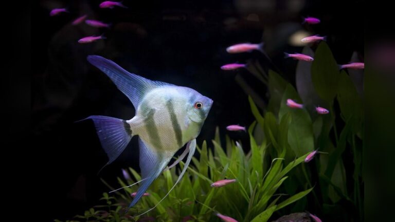 Best Aquarium Fish for Beginners