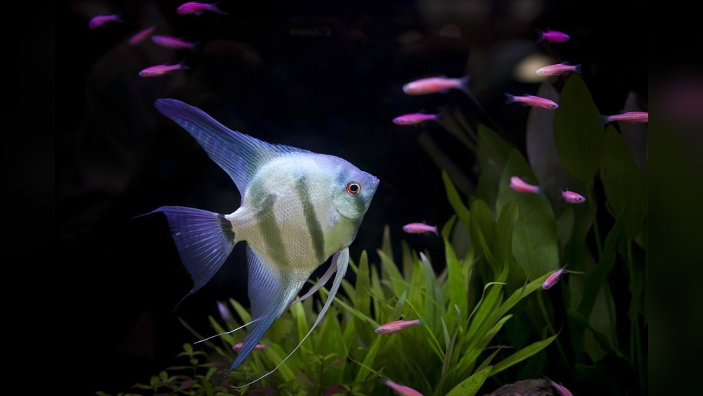 Best Aquarium Fish for Beginners