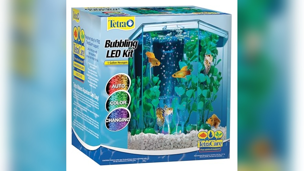 Best Aquarium for Betta Fish