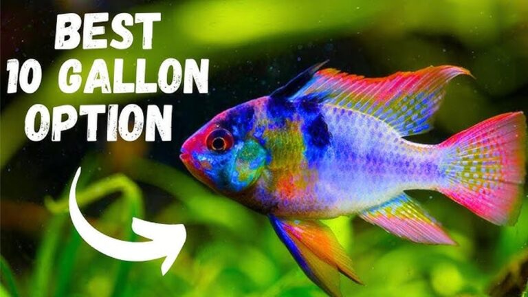 Best Fish for 10 Gallon Aquarium