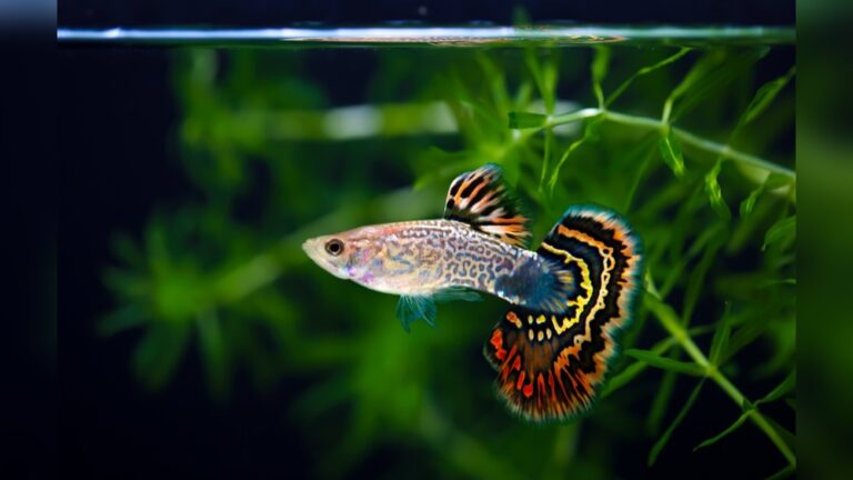 Best Freshwater Fish for Aquarium