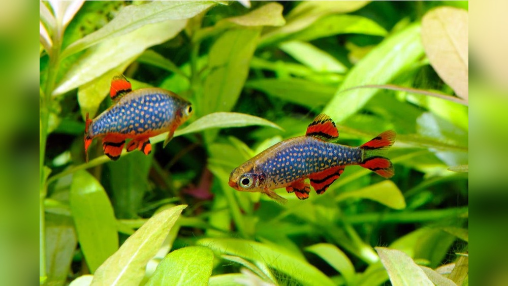 Celestial Pearl Danio Care