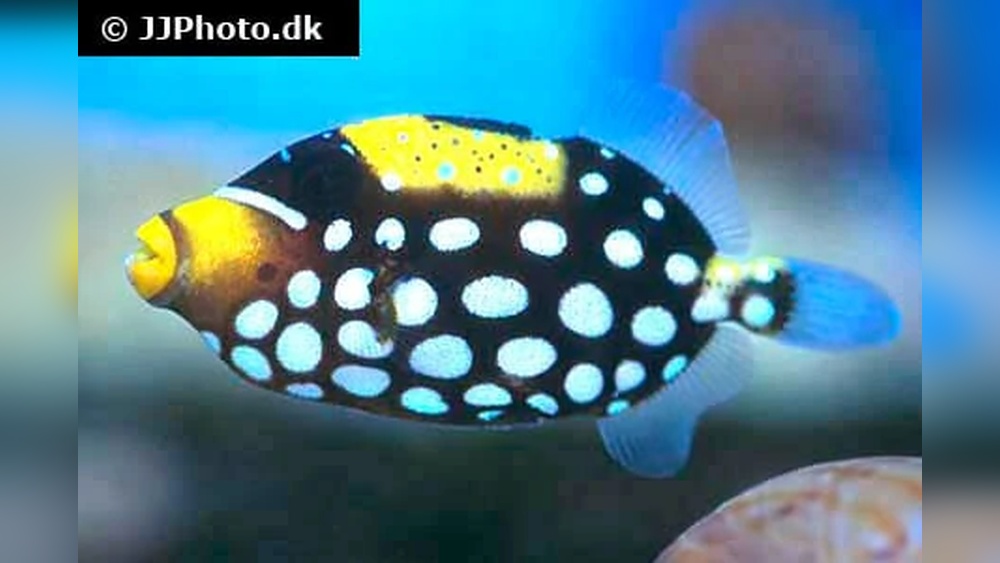Clown Triggerfish Care