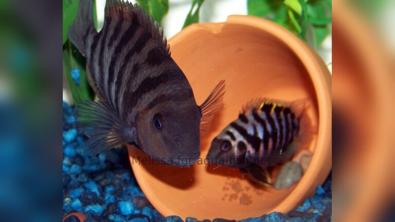 Convict Cichlid Care