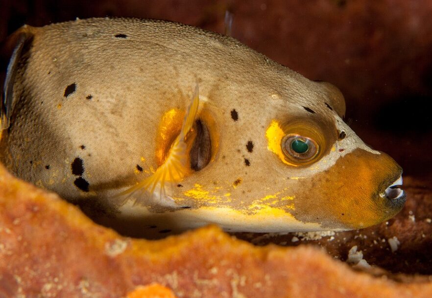 Dogface Pufferfish Care