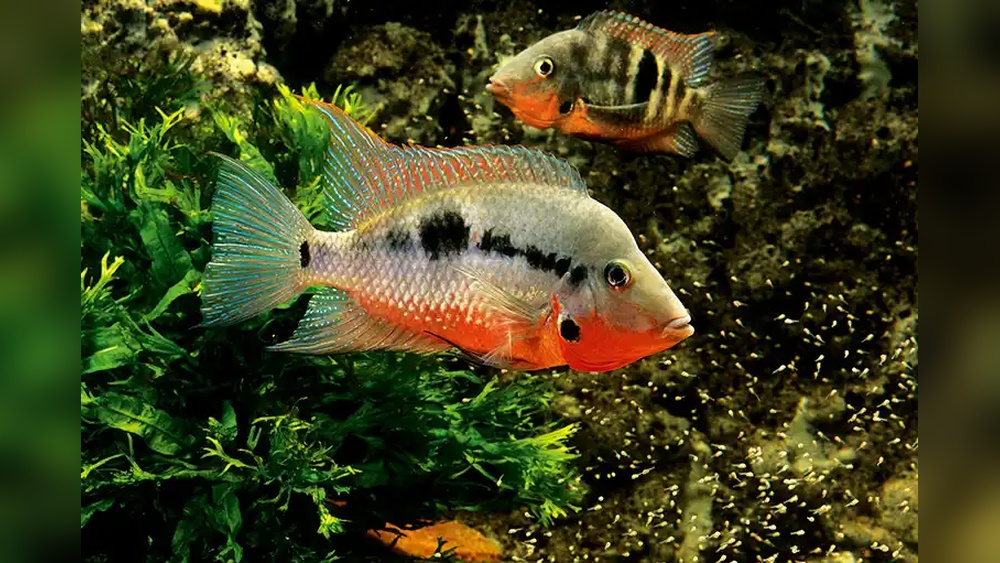 Firemouth Cichlid Care: Ultimate Guide for Thriving Vibrant Fish