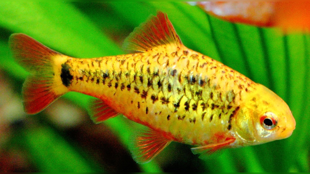 Gold Barb Care
