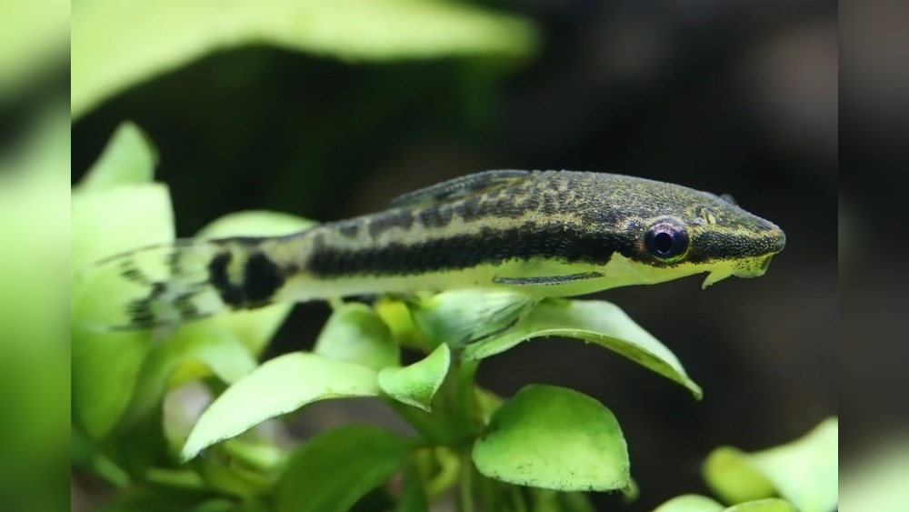 Otocinclus Care