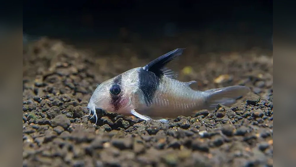 Panda Corydoras Care