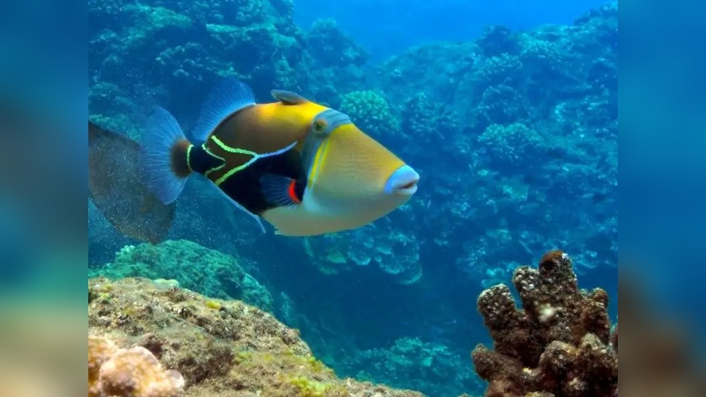 Picasso Triggerfish Care