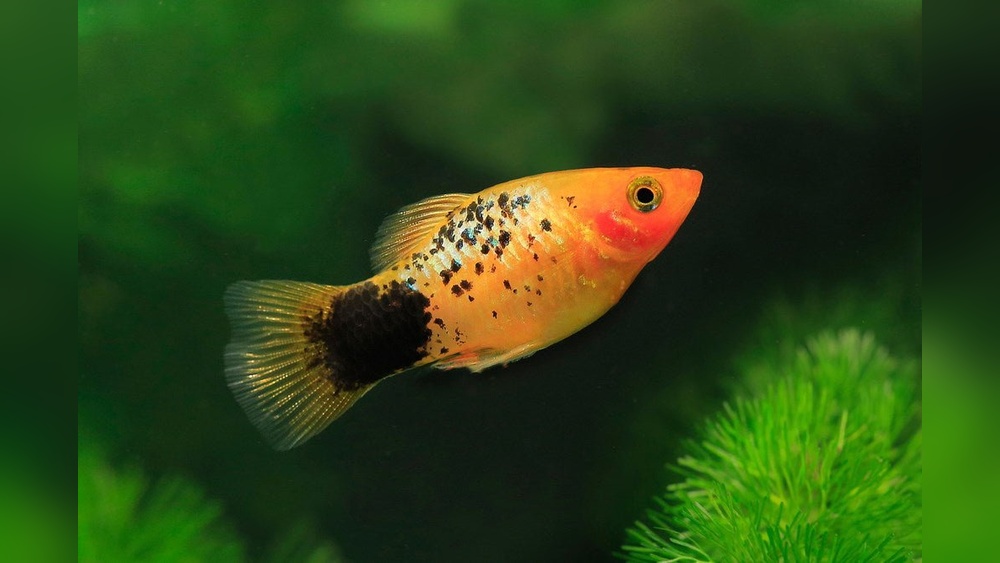 Platy Care: Ultimate Tips for Healthy, Vibrant Platy Fish