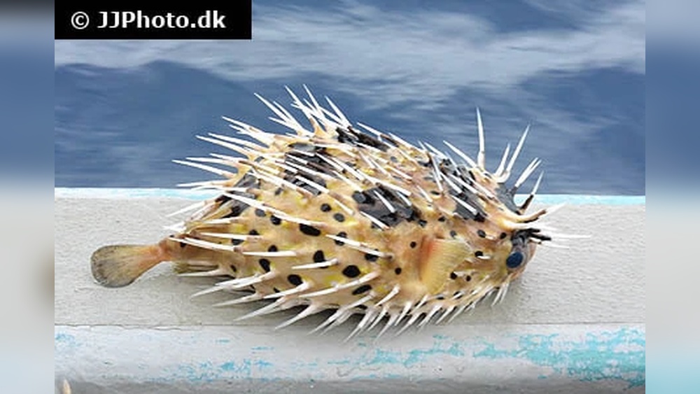 Porcupine Pufferfish Care