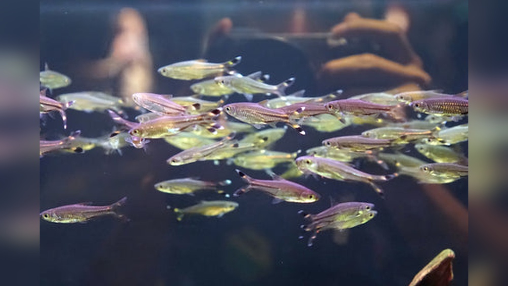 Scissortail Rasbora Care