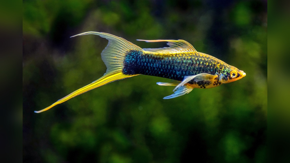 Swordtail Care: Essential Tips for a Healthy, Vibrant Aquarium