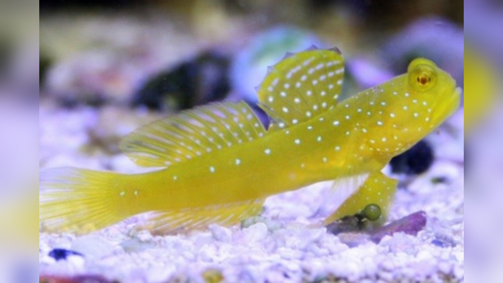 Watchman Goby Care