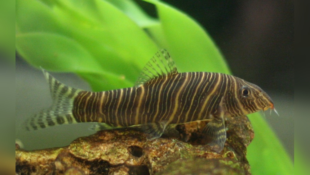Zebra Loach Care