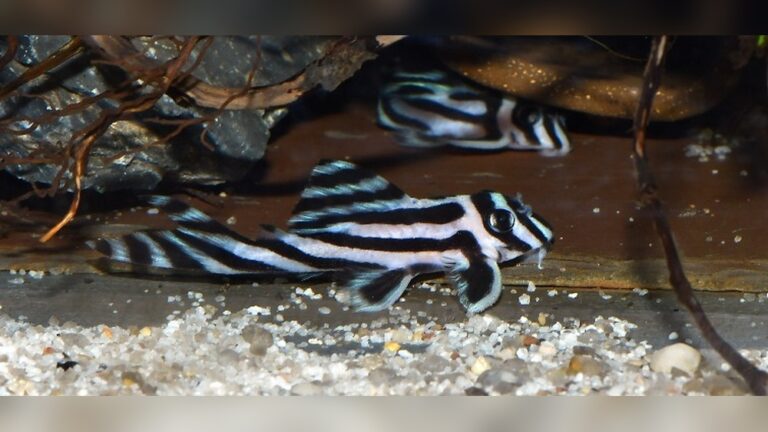 Zebra Pleco Care