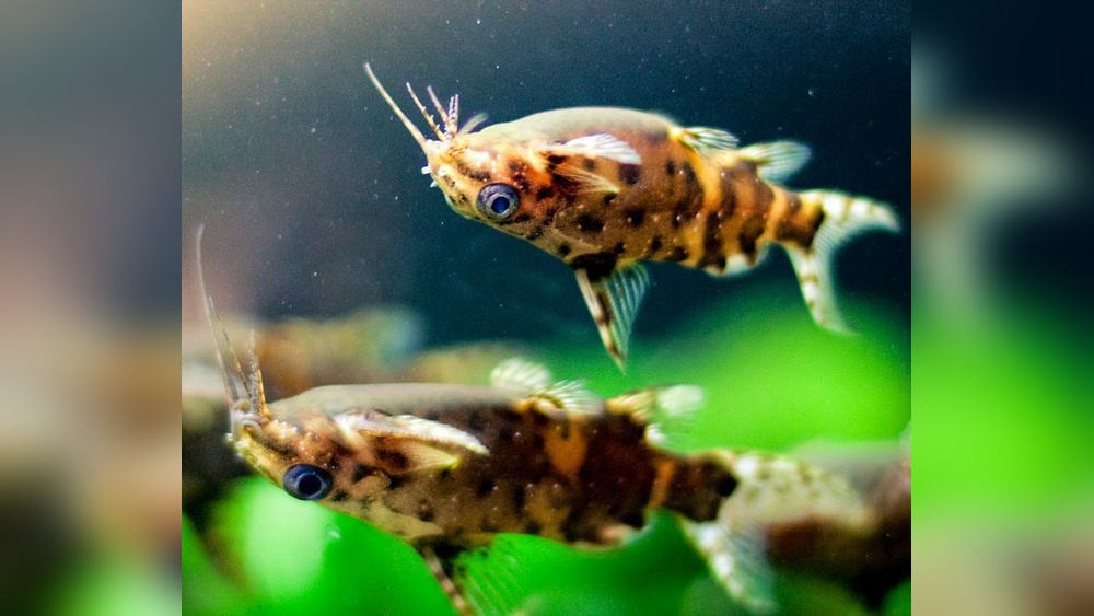 Upside-Down Catfish Care